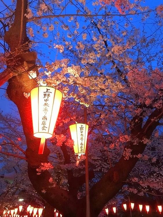 上野公園で開催されている桜まつり２０１９も燈籠写真です。
